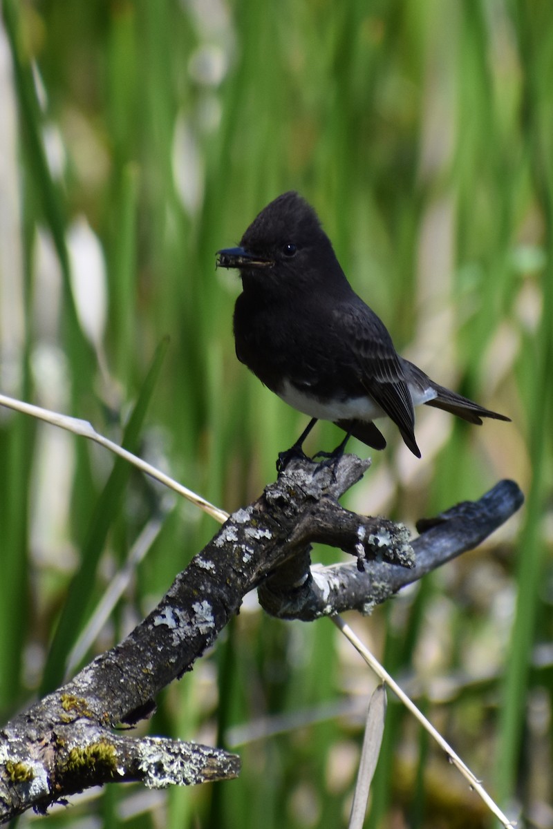 クロツキヒメハエトリ - ML619211521