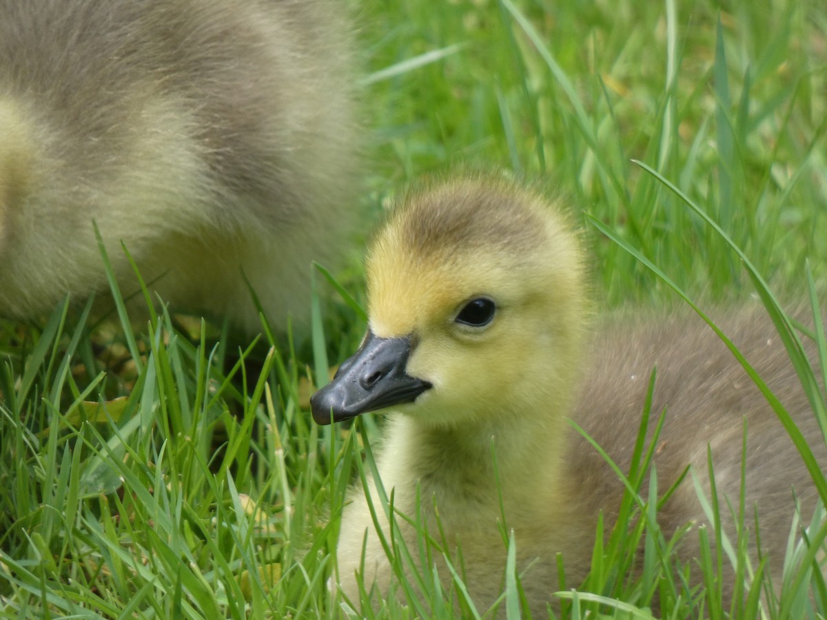 Canada Goose - Elliot Dziedzic