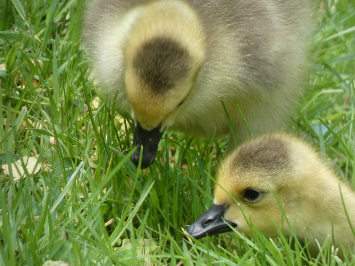 Canada Goose - ML619211534