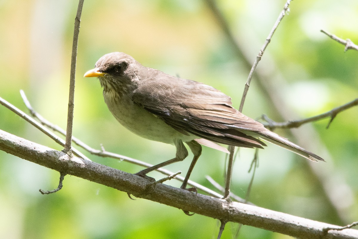 Creamy-bellied Thrush - Peter North