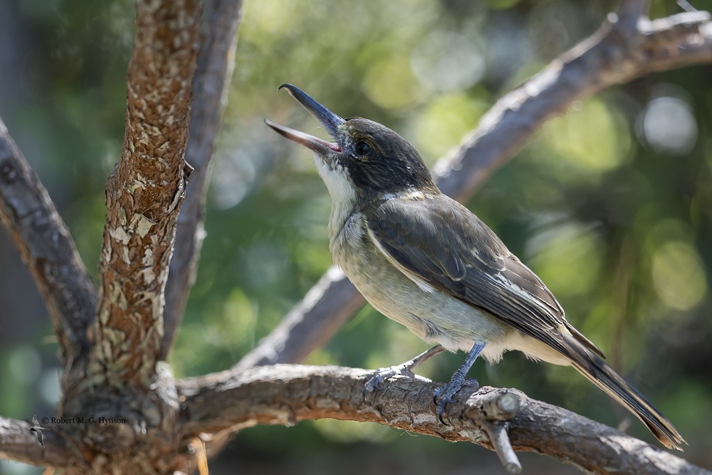 Gray Butcherbird - Robert Hynson