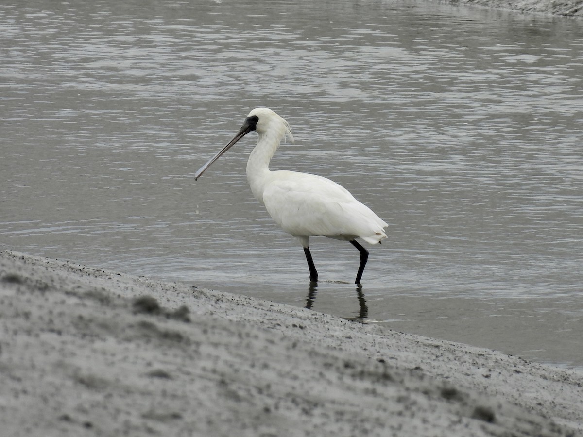 Black-faced Spoonbill - Stan Arnold