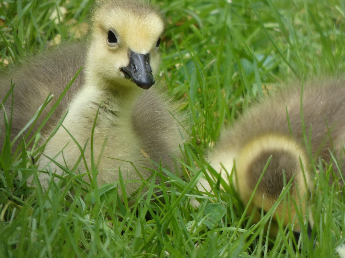 Canada Goose - Elliot Dziedzic