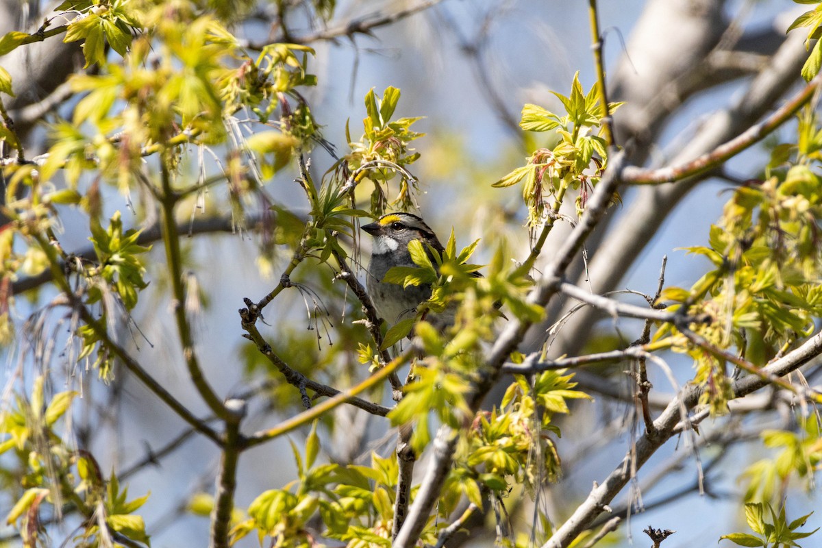 White-throated Sparrow - Yifei Ma