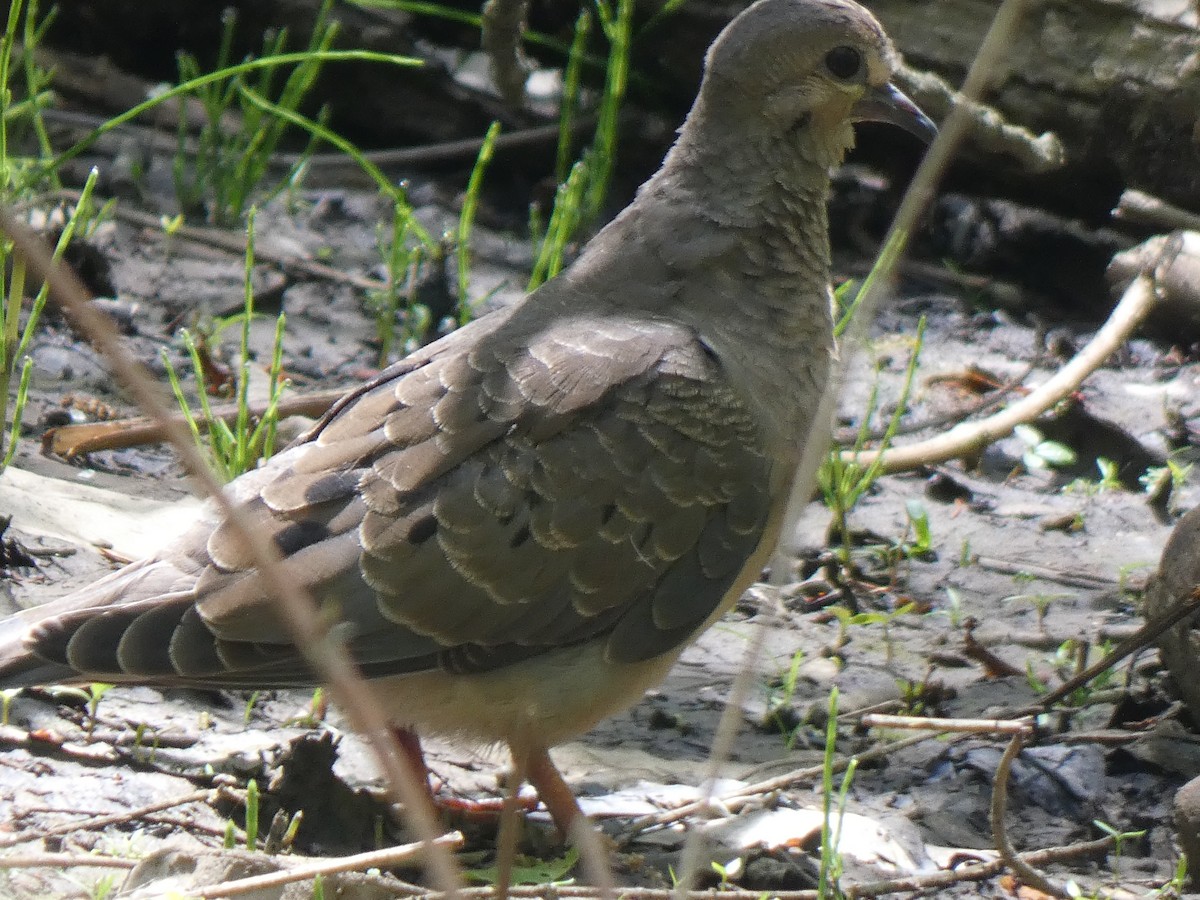 Mourning Dove - Elliot Dziedzic