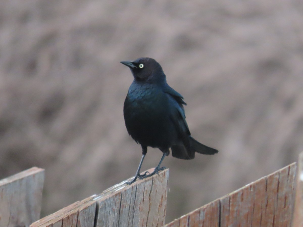 Brewer's Blackbird - Mabel Bredahl