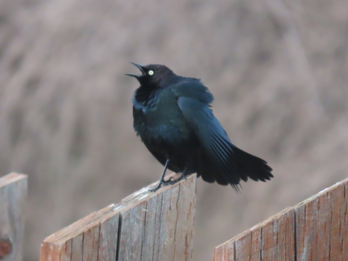 Brewer's Blackbird - Mabel Bredahl