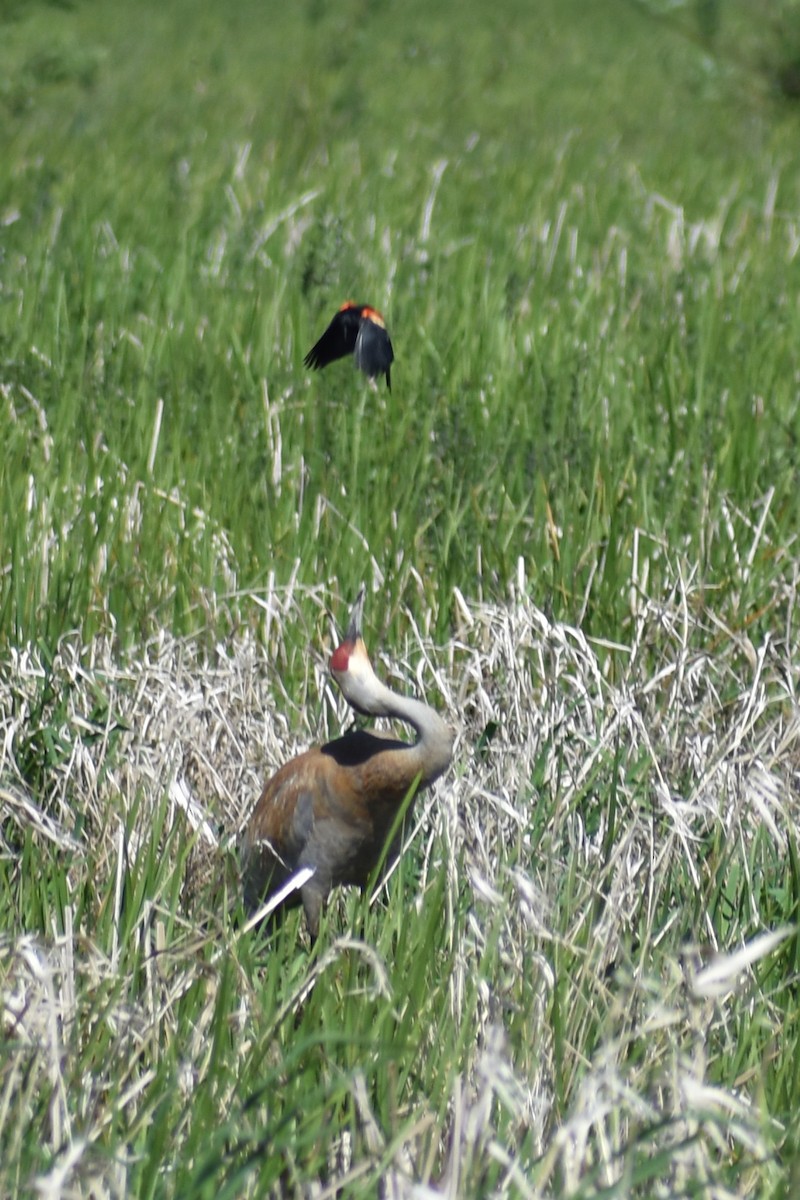 Sandhill Crane - ML619211571