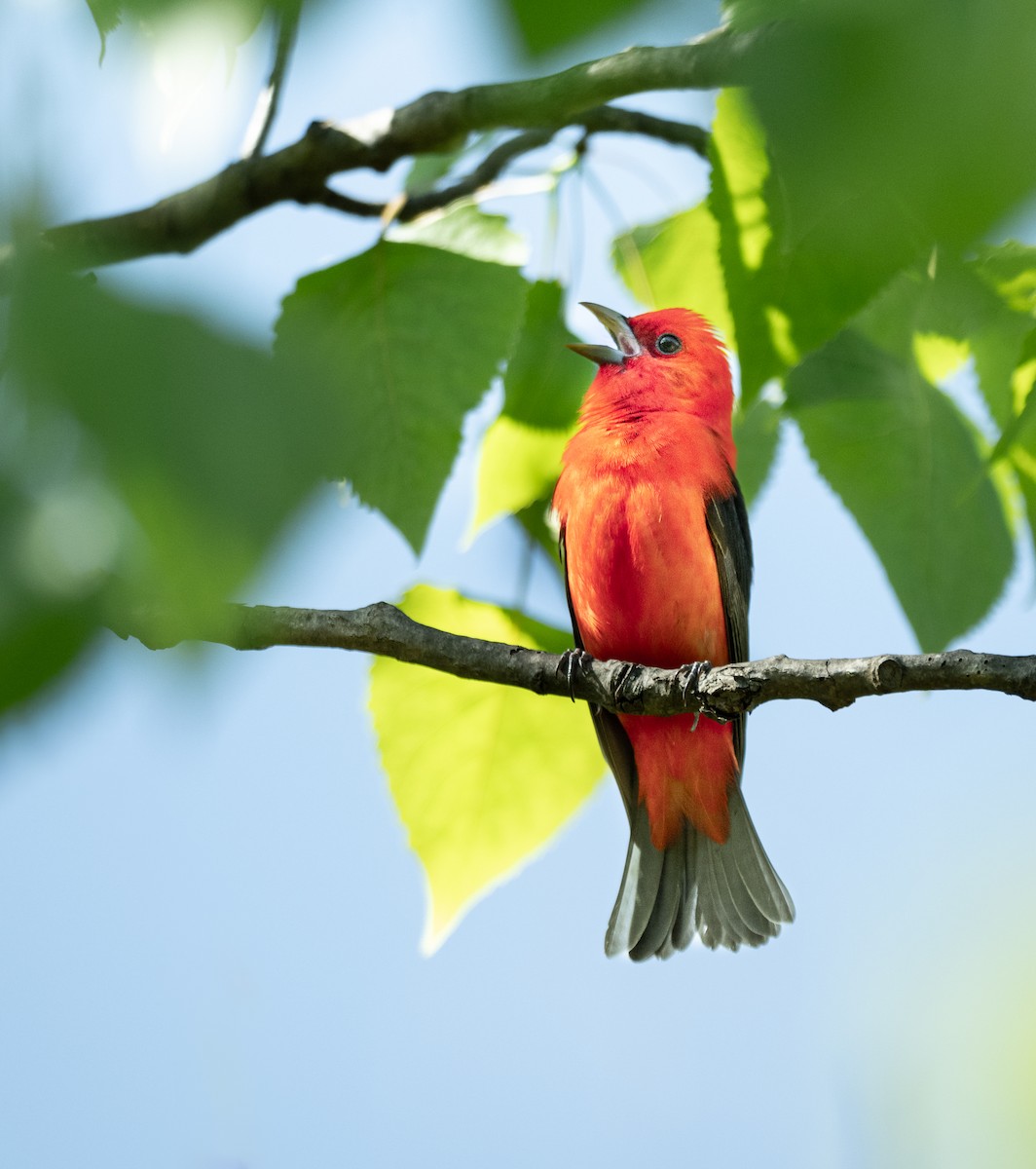 Scarlet Tanager - Emilee Carton