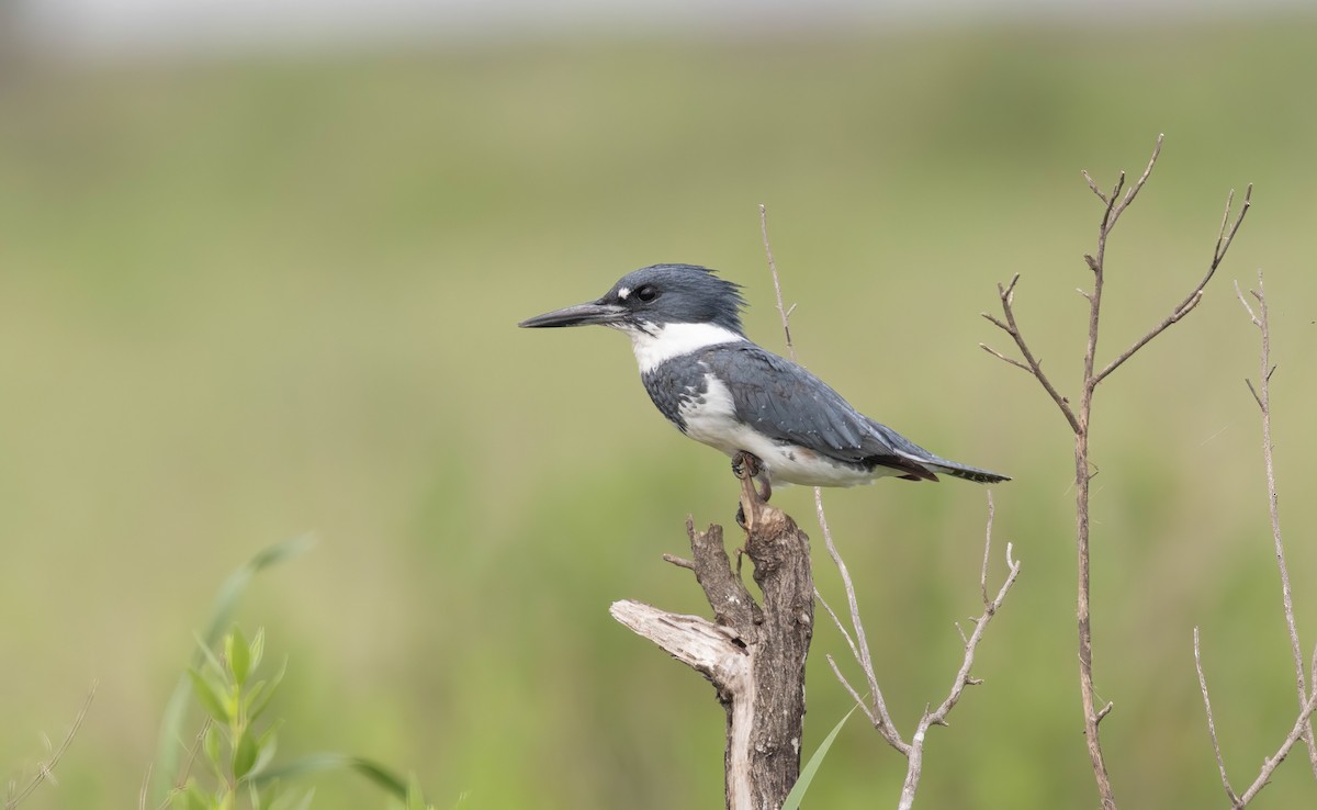 Belted Kingfisher - Pete Followill