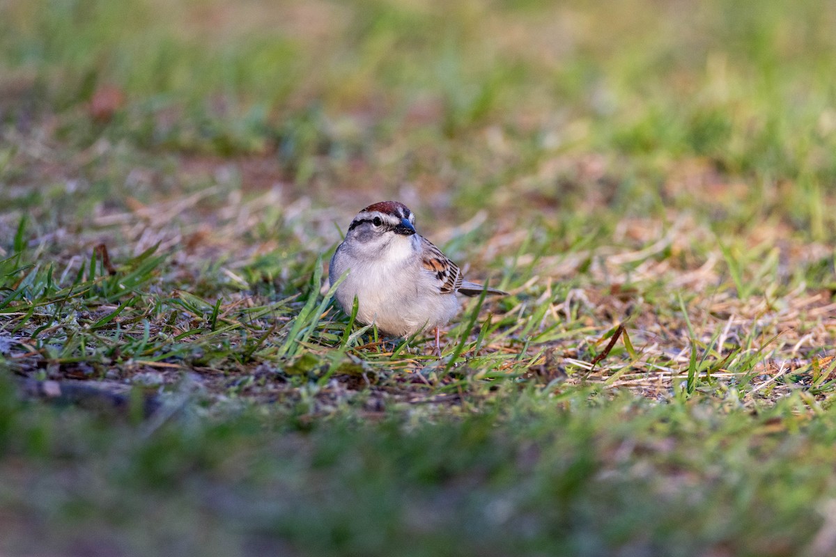 Chipping Sparrow - Yifei Ma