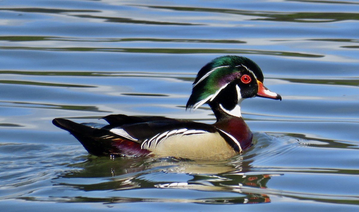 Wood Duck - ML619211598