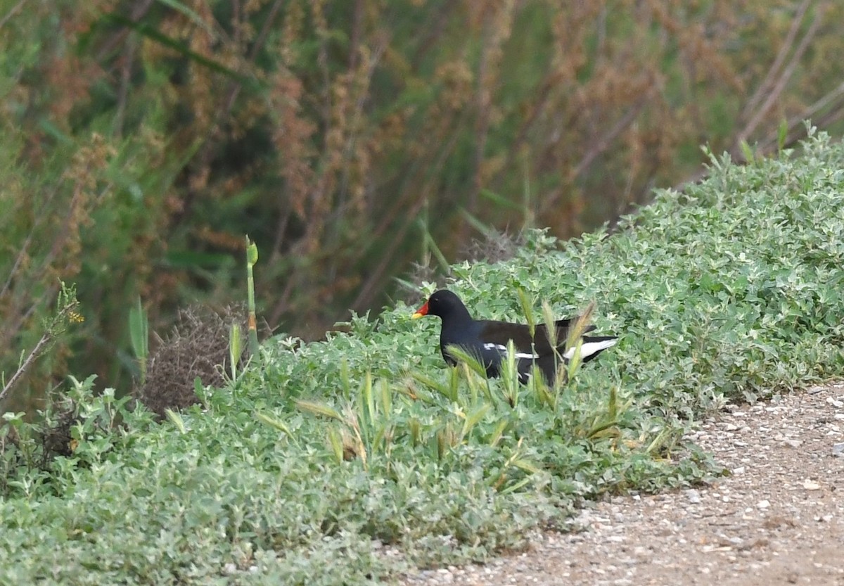 Eurasian Moorhen - Vahid Ashrafi