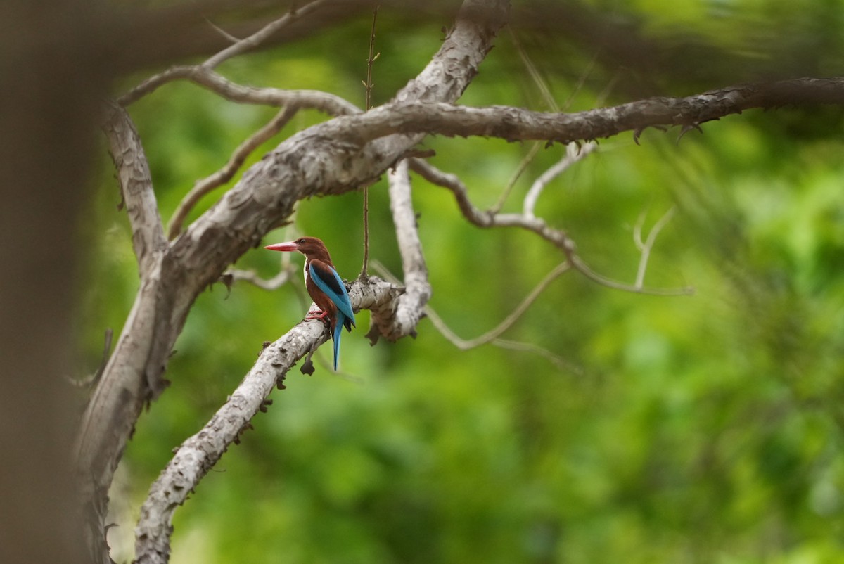 White-throated Kingfisher - Nileshkumar Kshirsagar