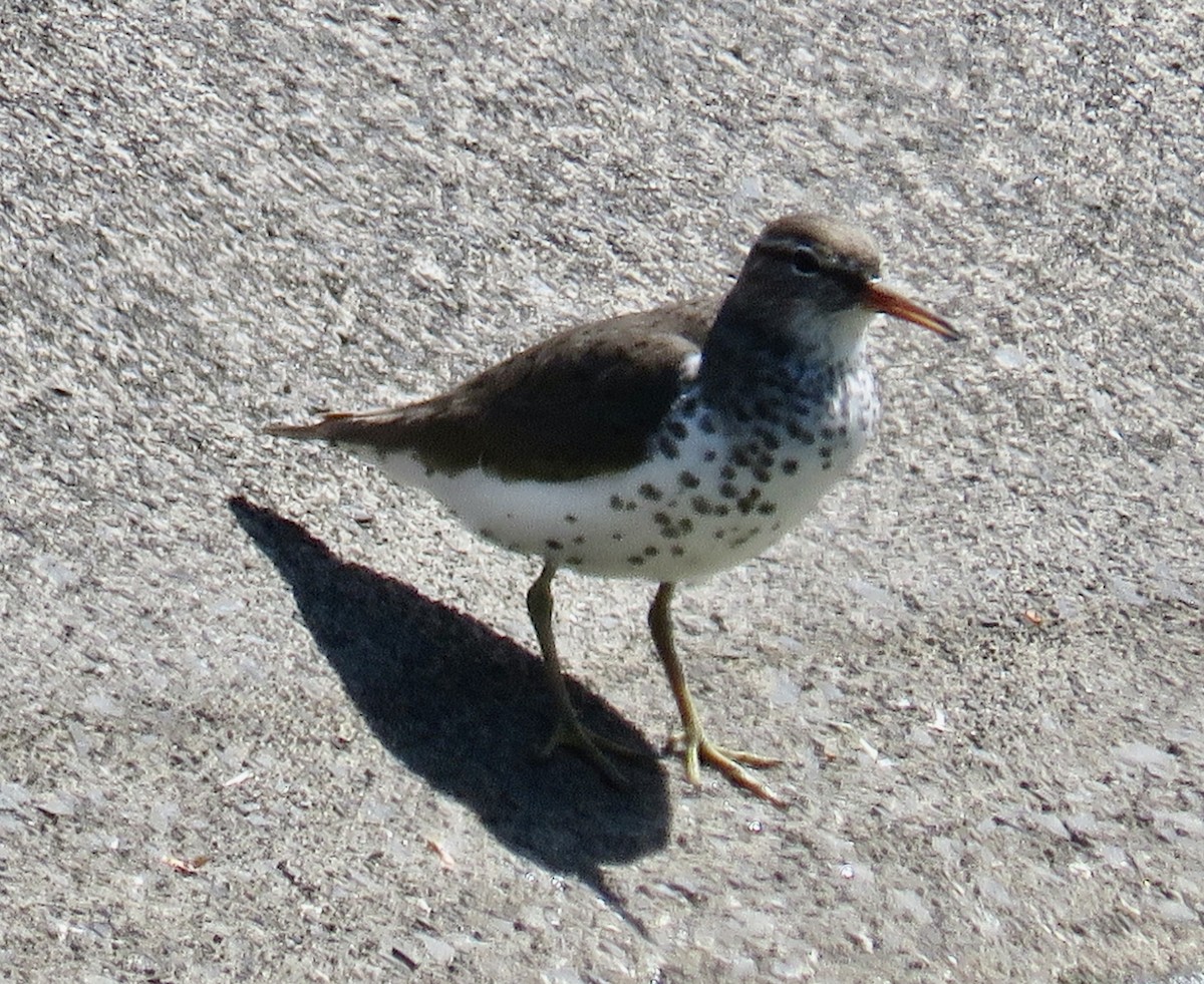 Spotted Sandpiper - ML619211610