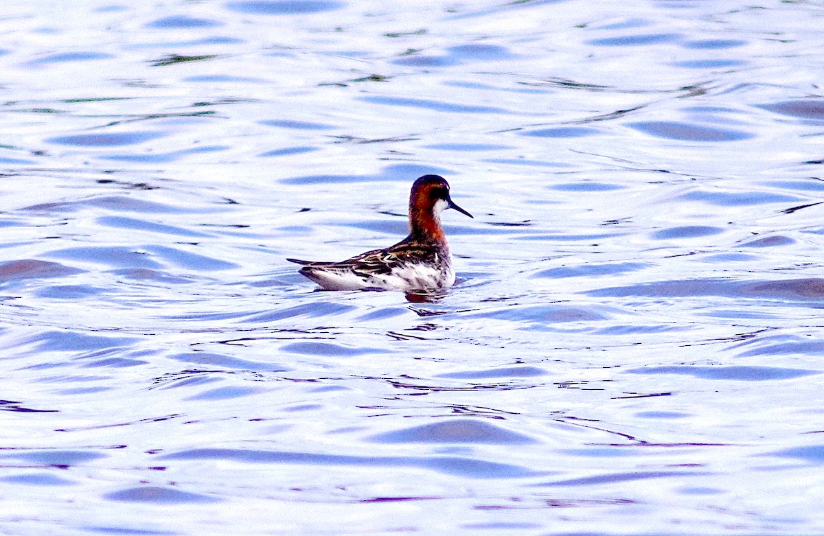 Red-necked Phalarope - John Raymond