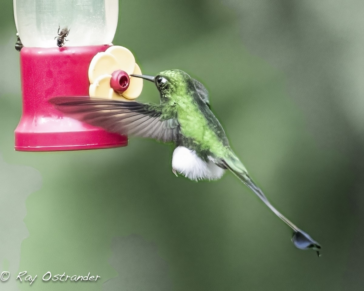 White-booted Racket-tail - Ray Ostrander