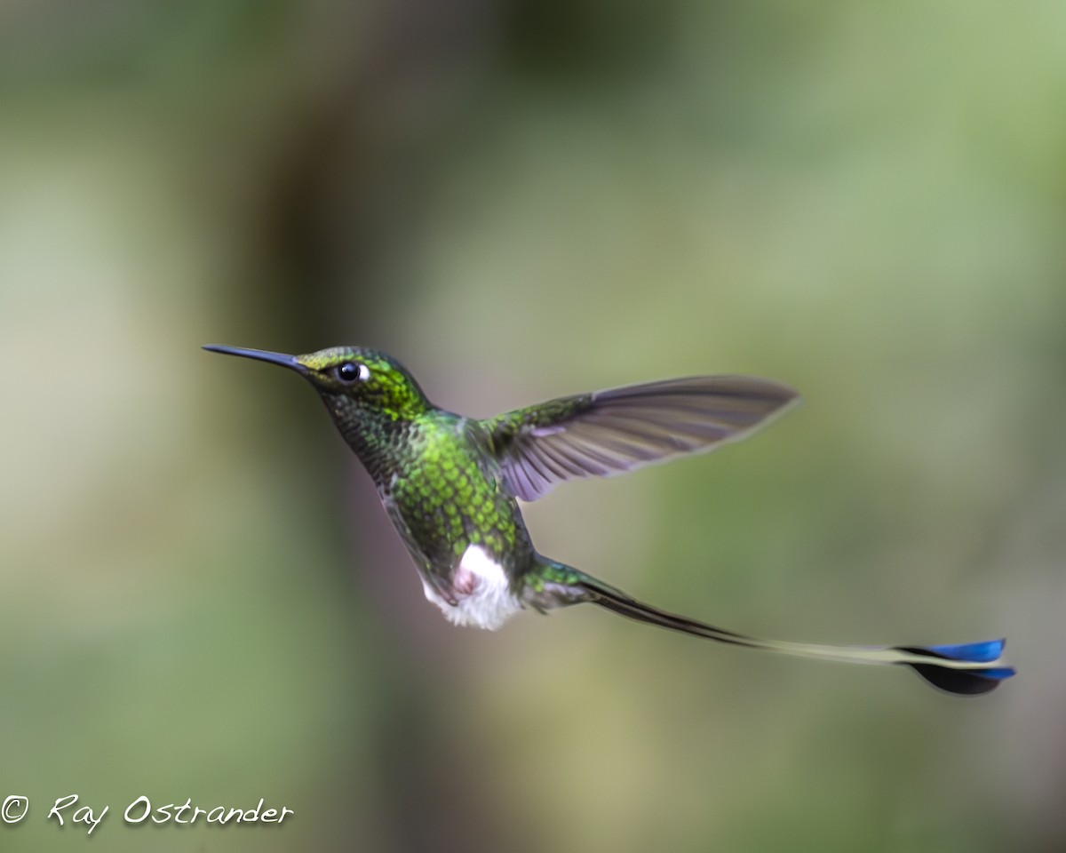 White-booted Racket-tail - Ray Ostrander