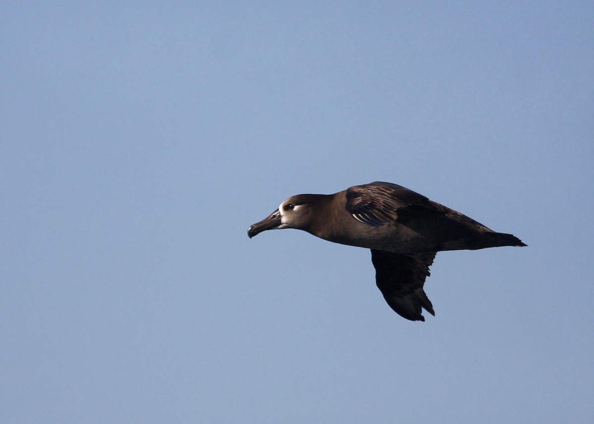 Black-footed Albatross - William Clark