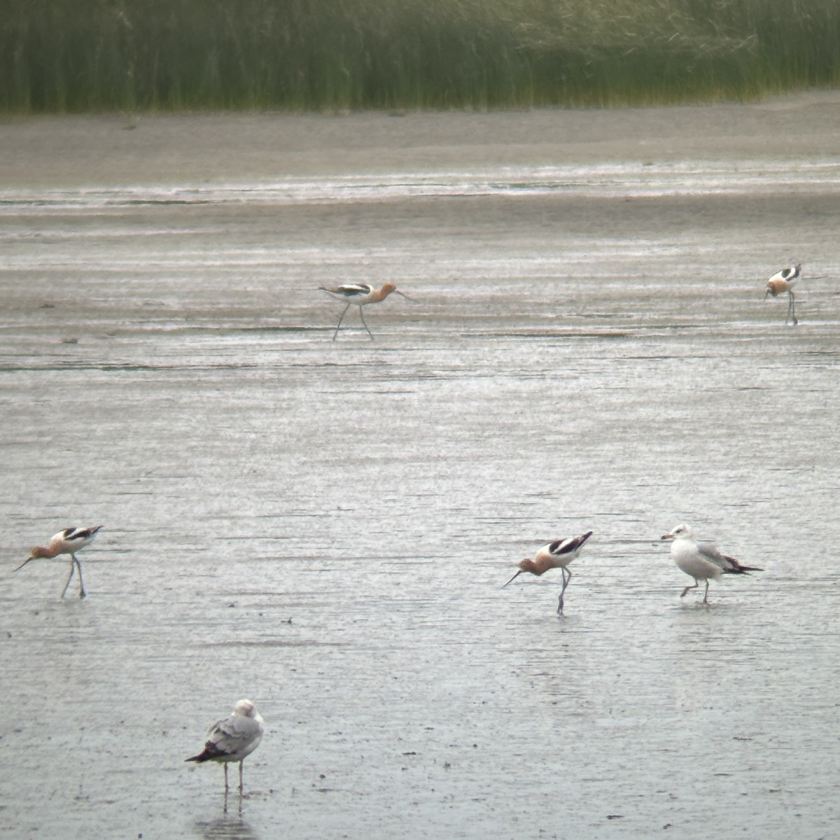 American Avocet - Andrew S. Aldrich