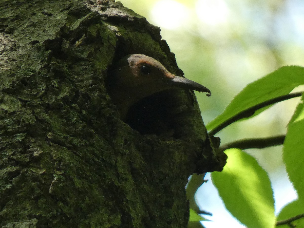 Northern Flicker - Elliot Dziedzic