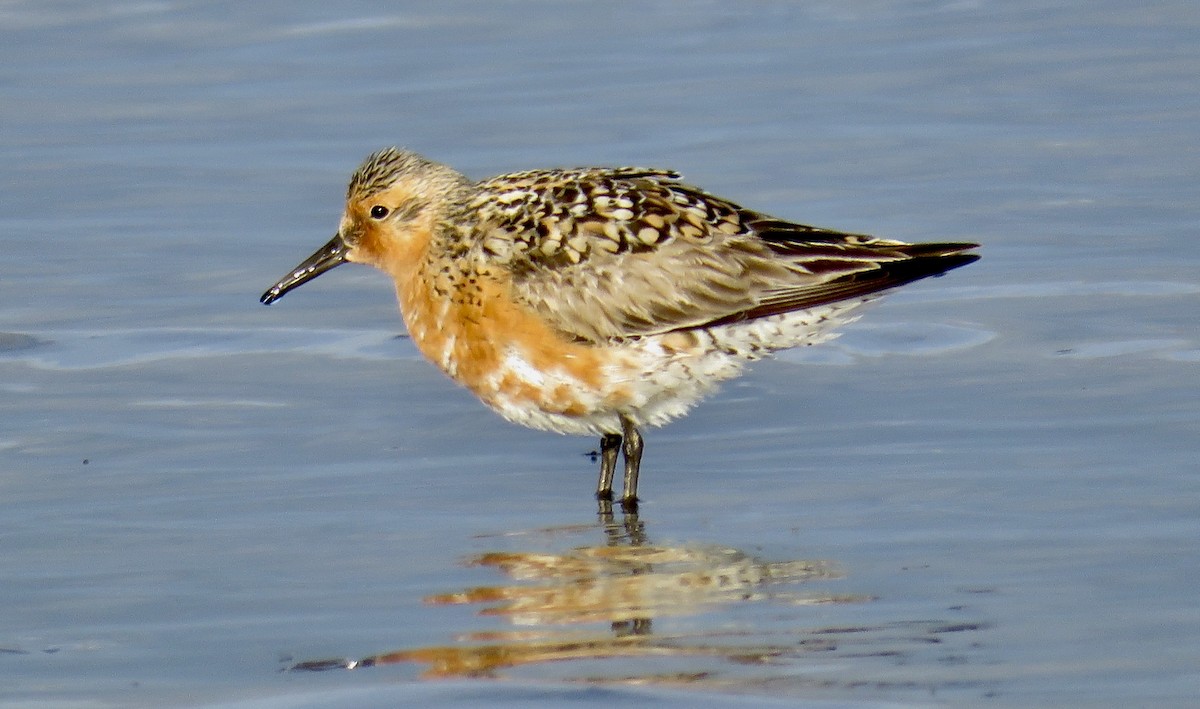 Red Knot - Molly Sultany