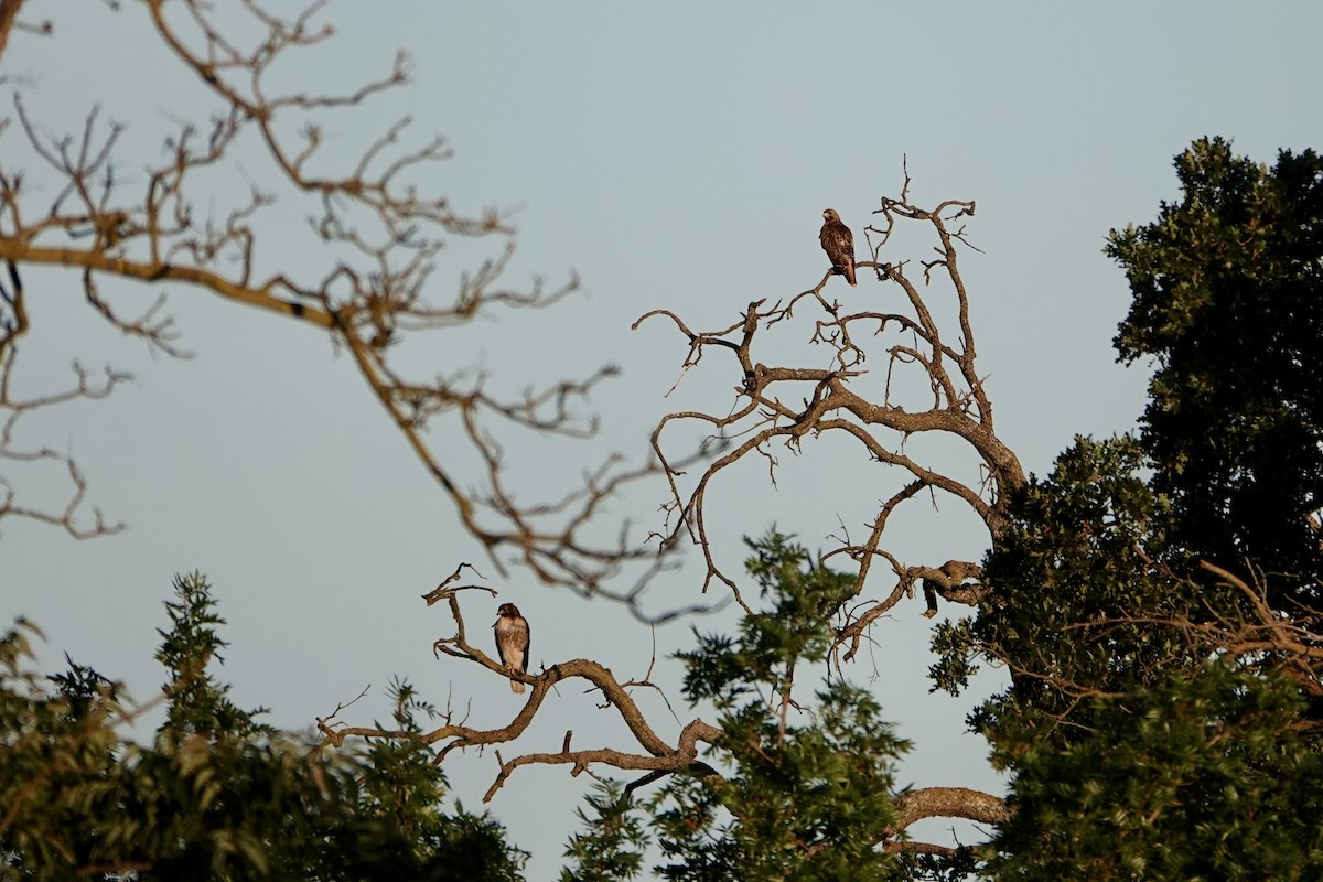 Red-tailed Hawk - yasuhiro kojima