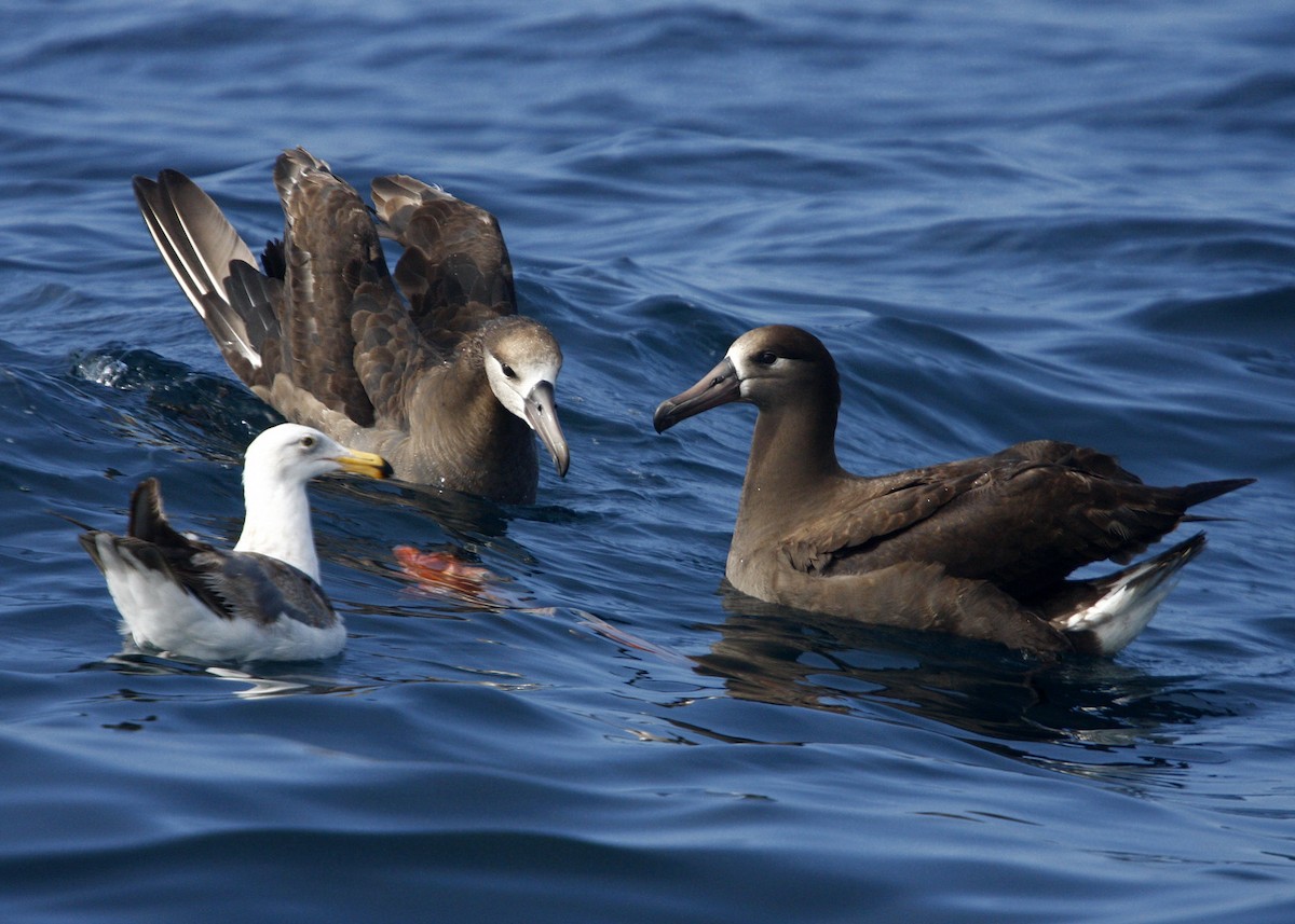 Black-footed Albatross - William Clark