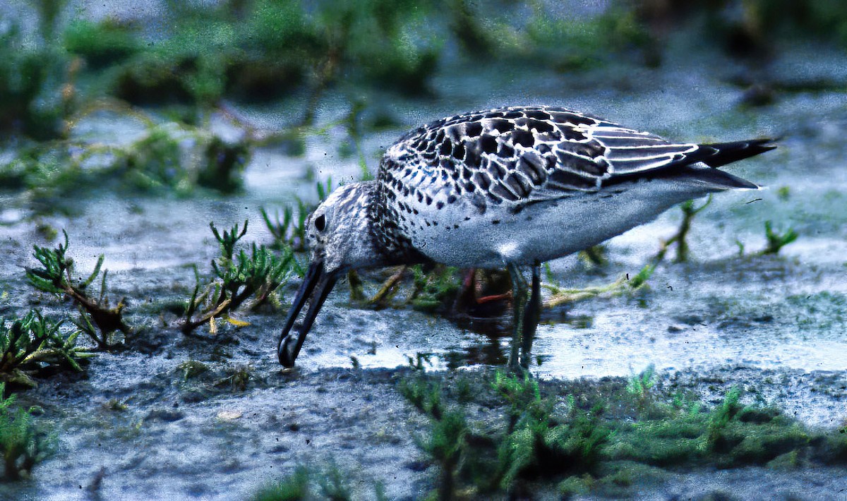 Great Knot - ML619211677