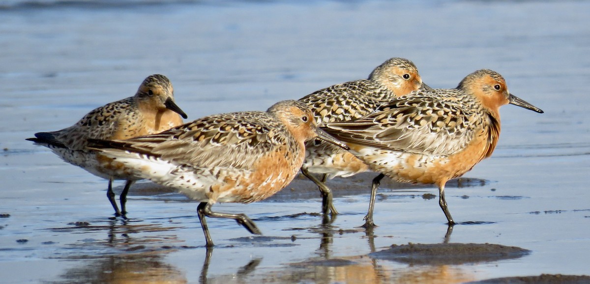 Red Knot - Molly Sultany
