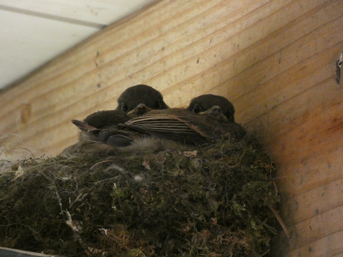 Eastern Phoebe - ML619211687