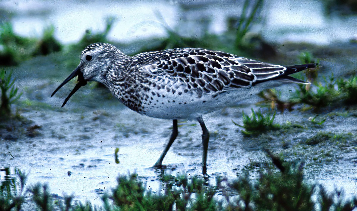 Great Knot - ML619211688