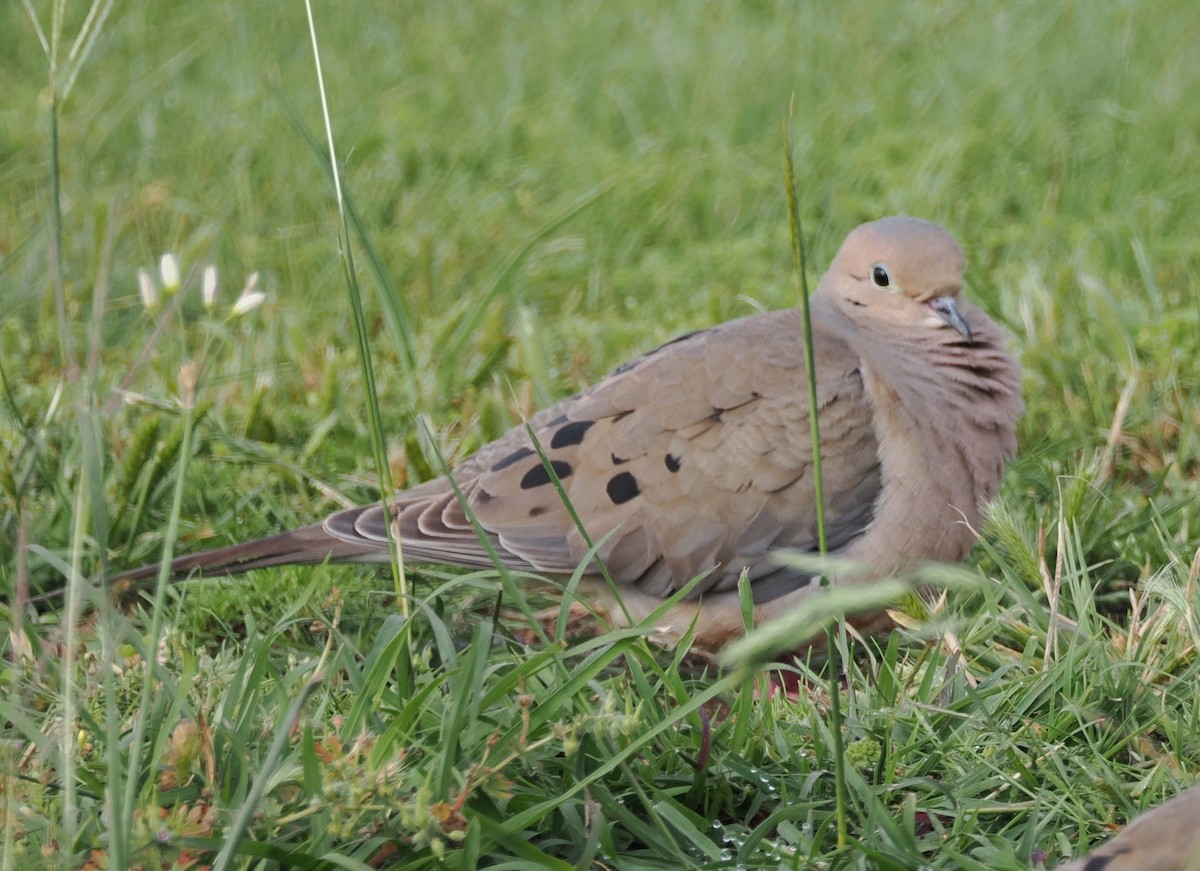 Mourning Dove - Debra Halter