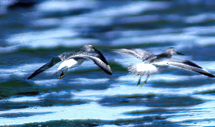 Great Knot - ML619211692