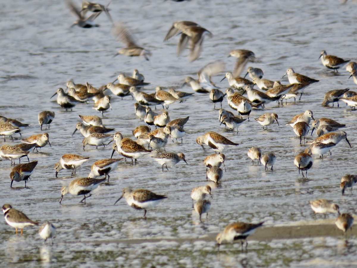 Dunlin - Molly Sultany