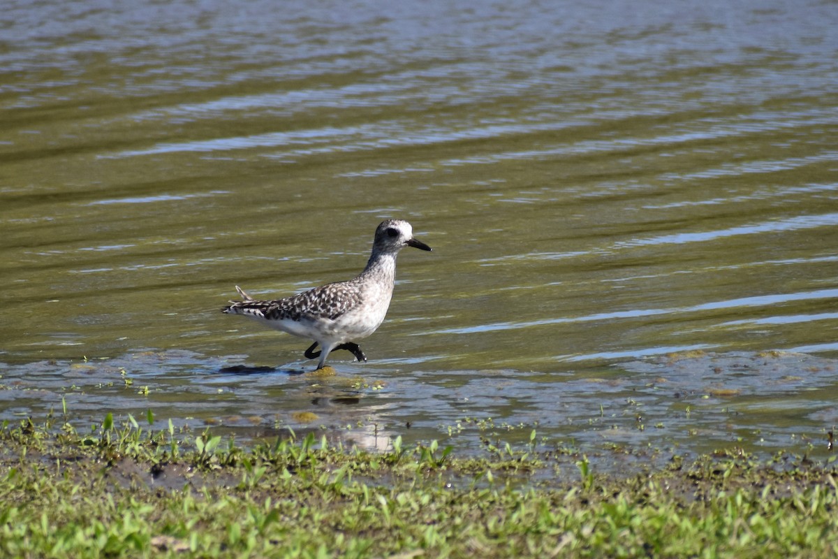 ダイゼン - ML619211696