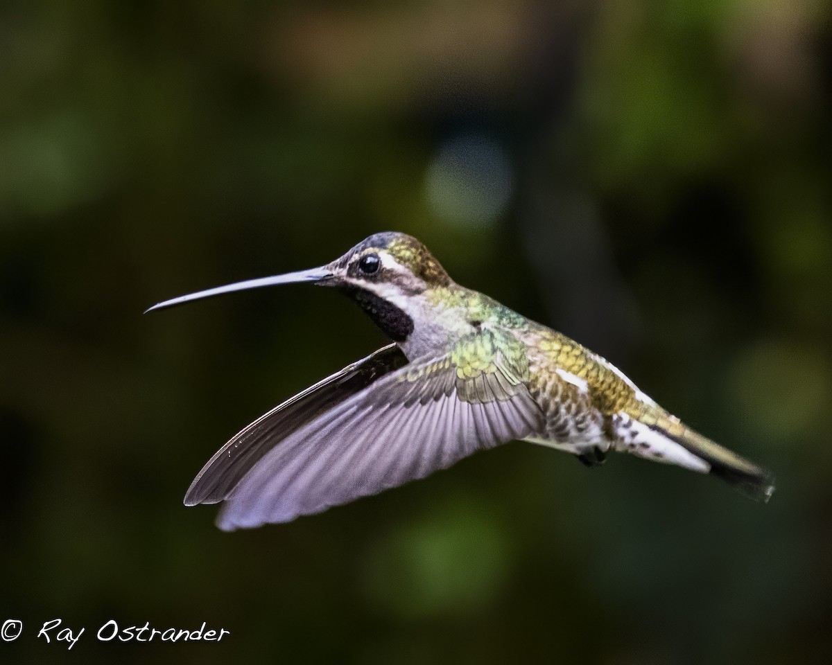 kolibřík hvězdohrdlý - ML619211707