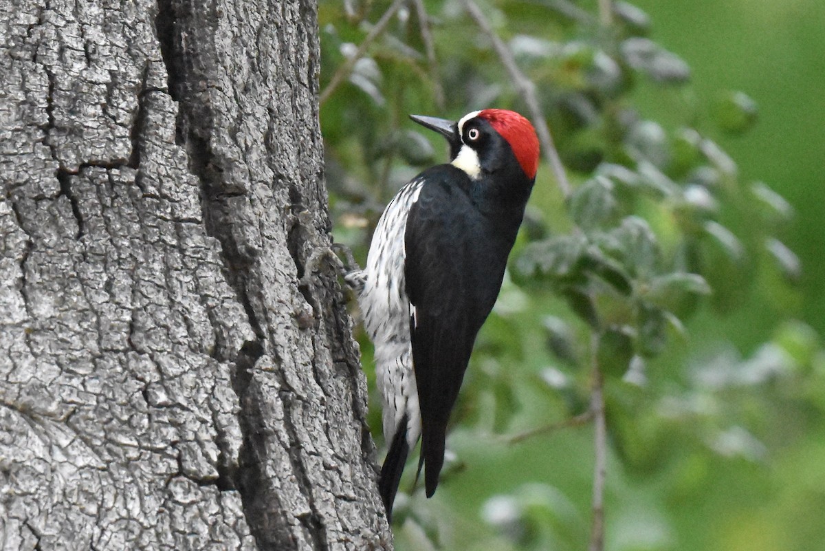 Acorn Woodpecker - Naresh Satyan
