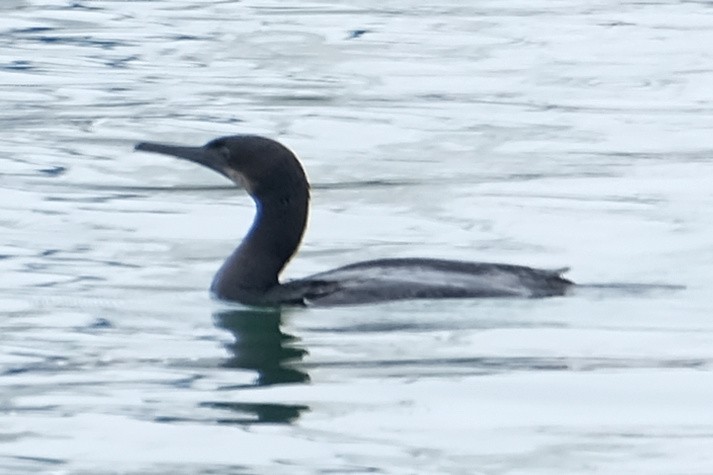 Brandt's Cormorant - Anita Gould