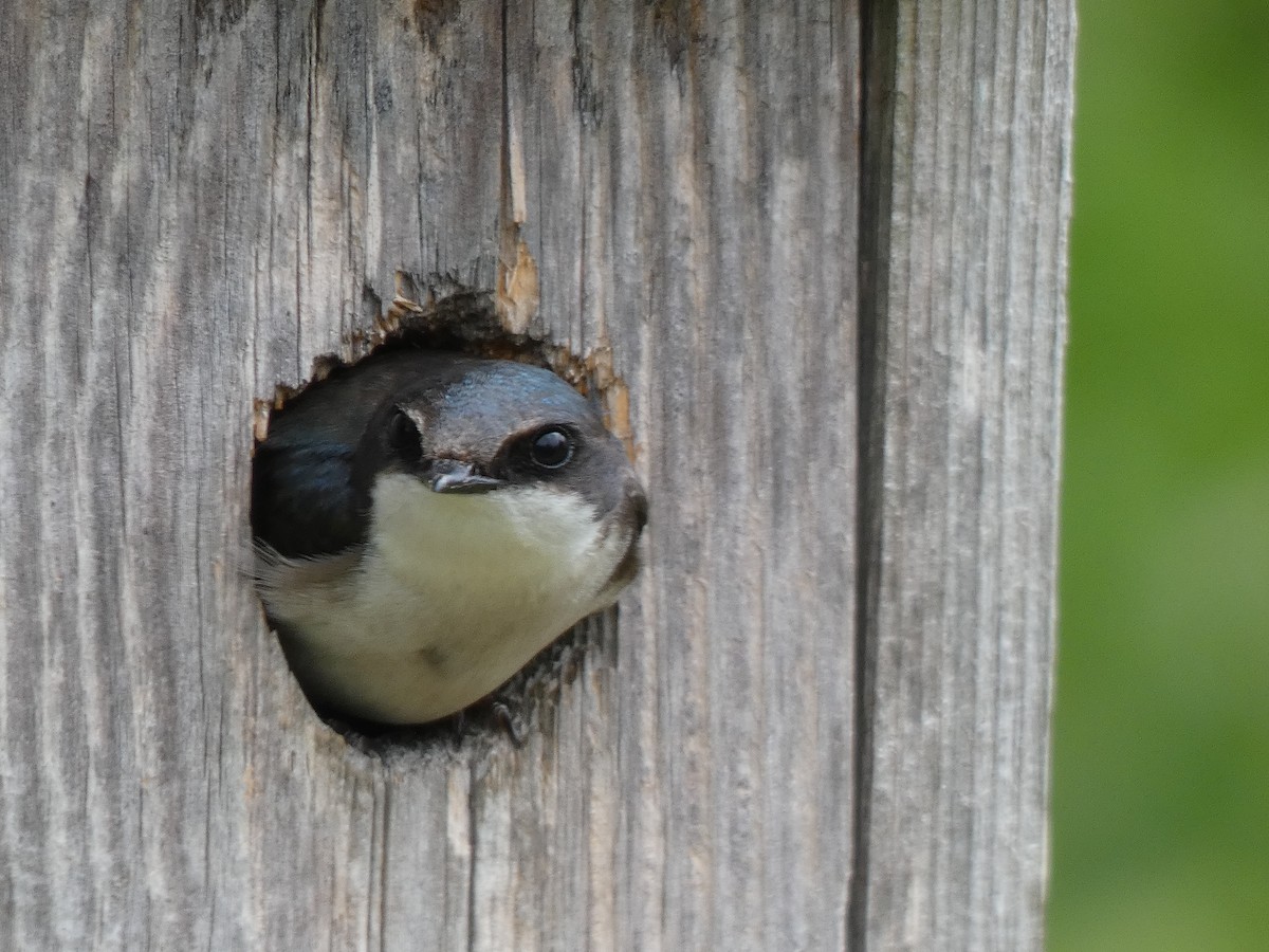 Tree Swallow - ML619211719