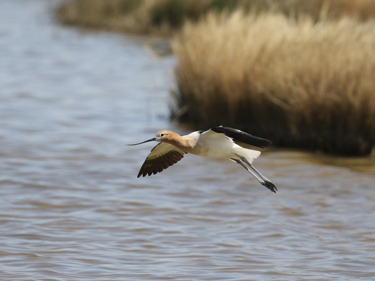 American Avocet - Russ Morgan