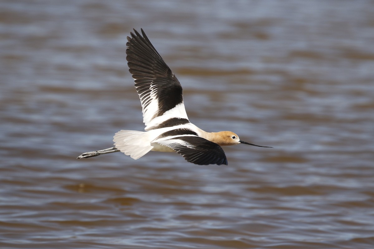 American Avocet - Russ Morgan