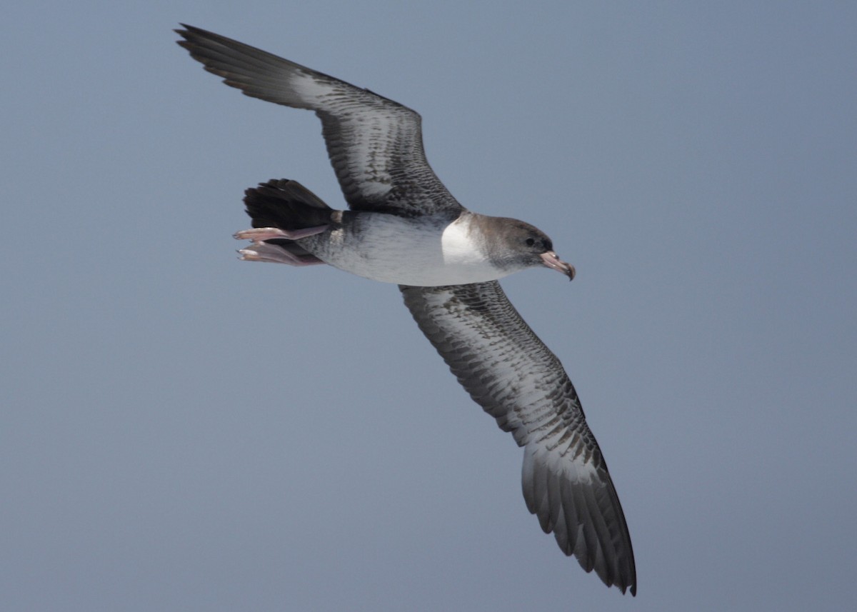 Pink-footed Shearwater - William Clark