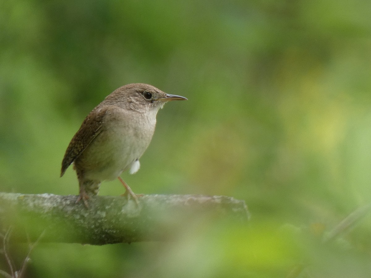 House Wren - Elliot Dziedzic