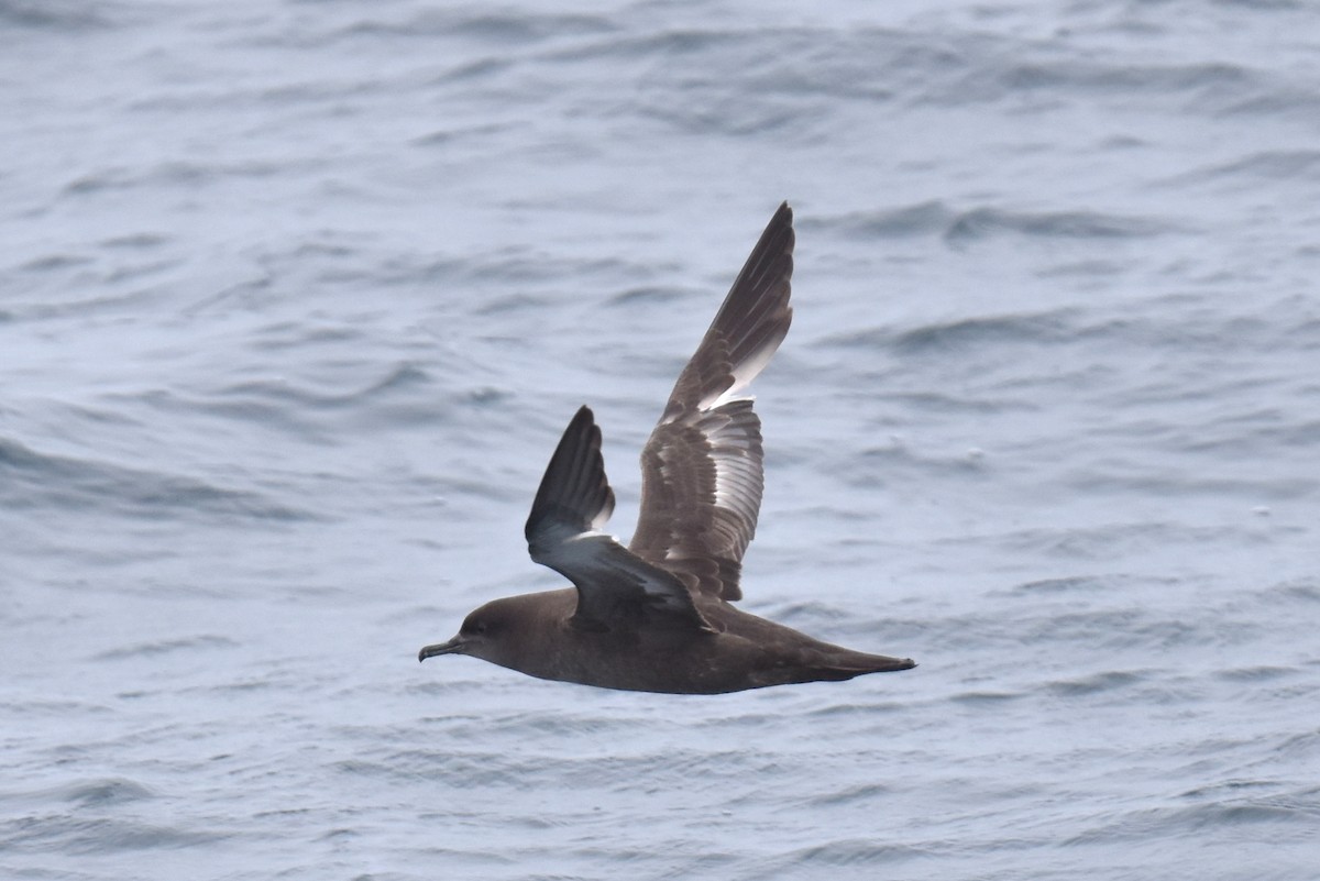 Sooty Shearwater - ML619211750