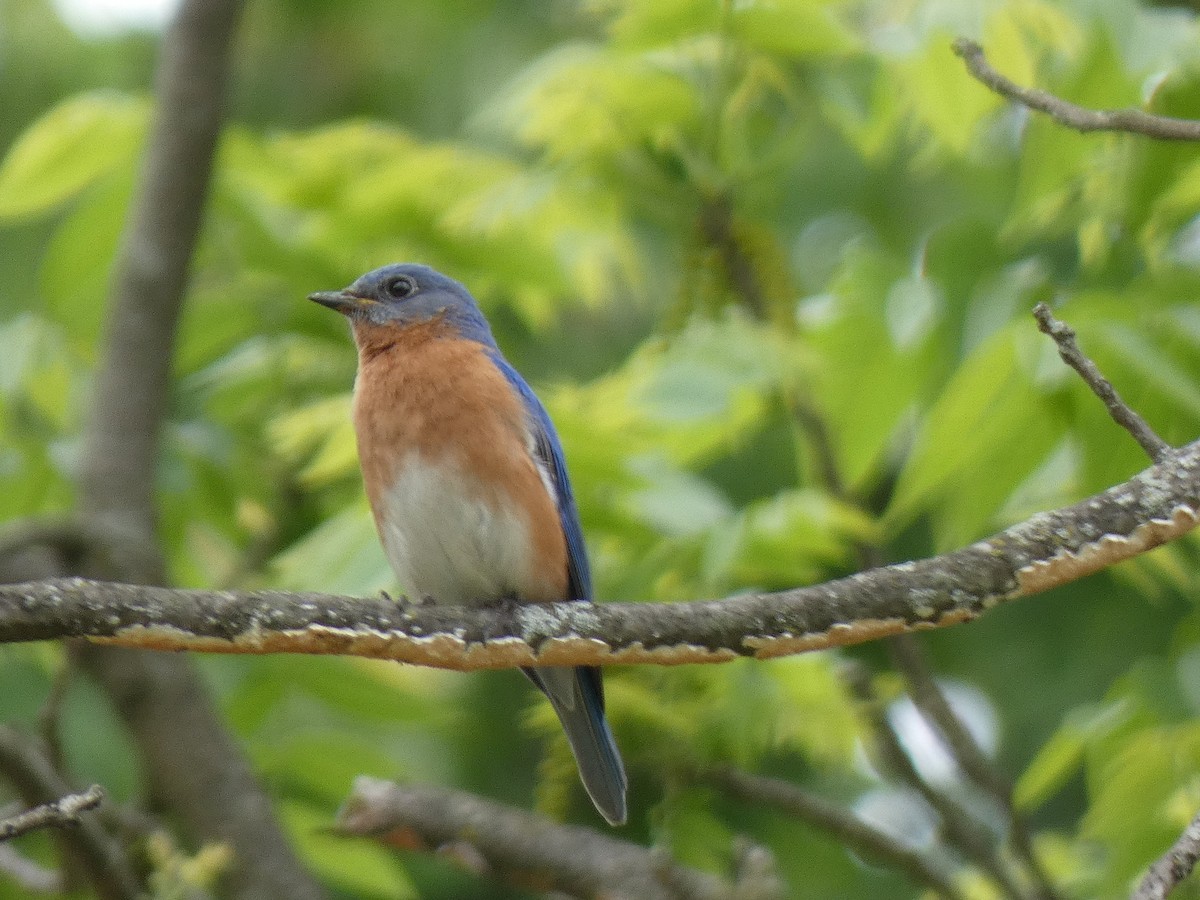 Eastern Bluebird - Elliot Dziedzic