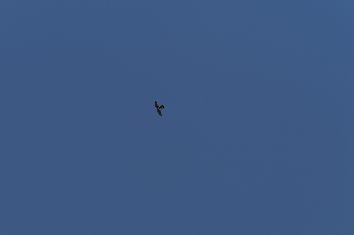 Eurasian Kestrel - Marius Grathwohl