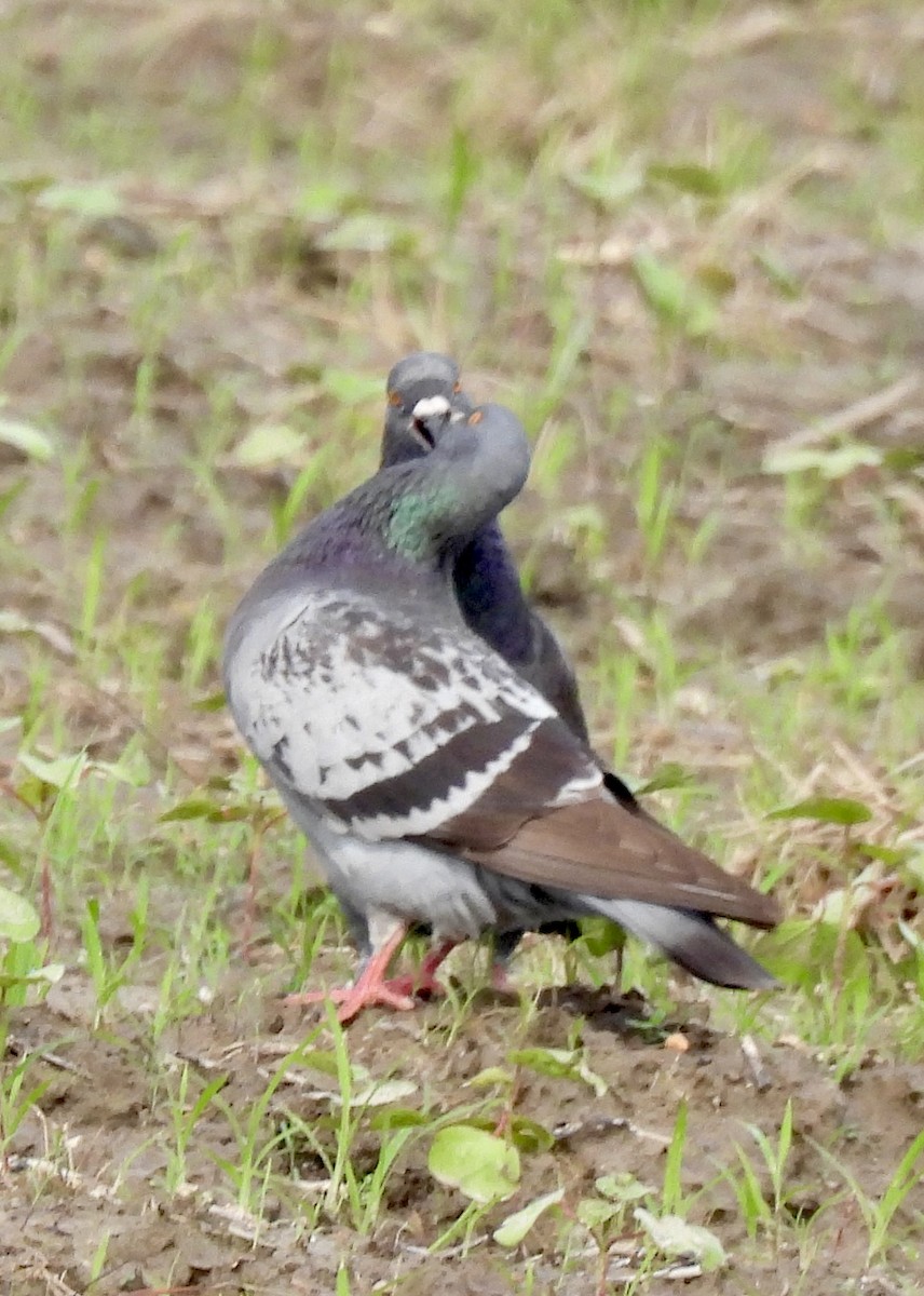 Rock Pigeon (Feral Pigeon) - Stacey  Guidry