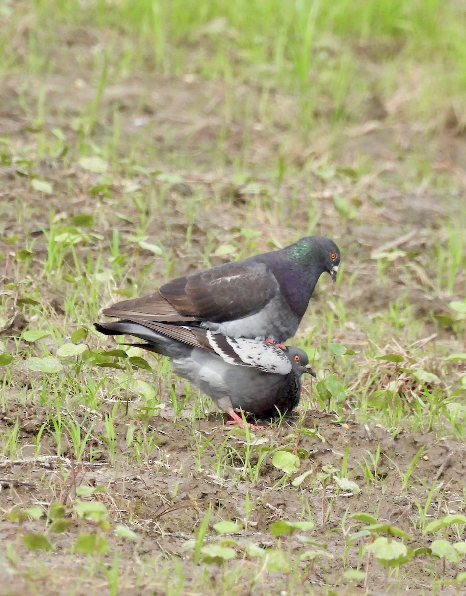 Rock Pigeon (Feral Pigeon) - Stacey  Guidry