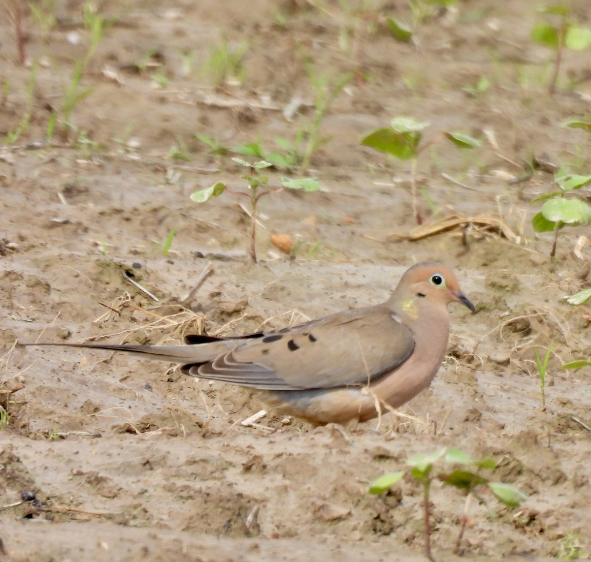 Mourning Dove - Stacey  Guidry